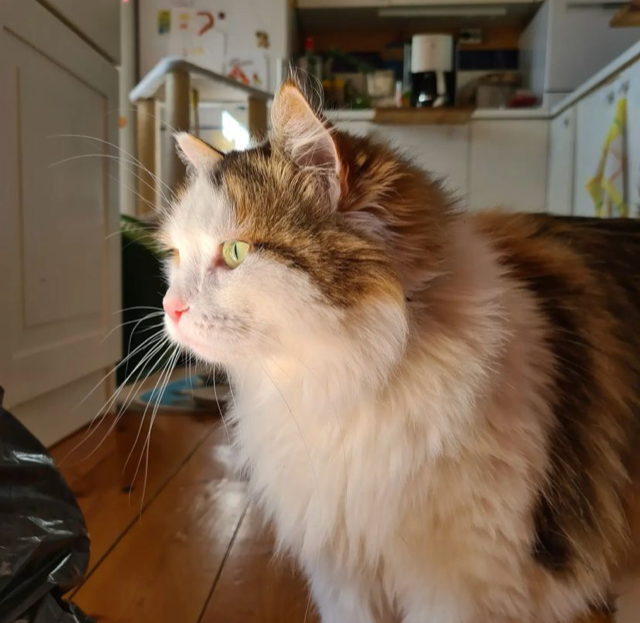 Sibirisk katt Pandora